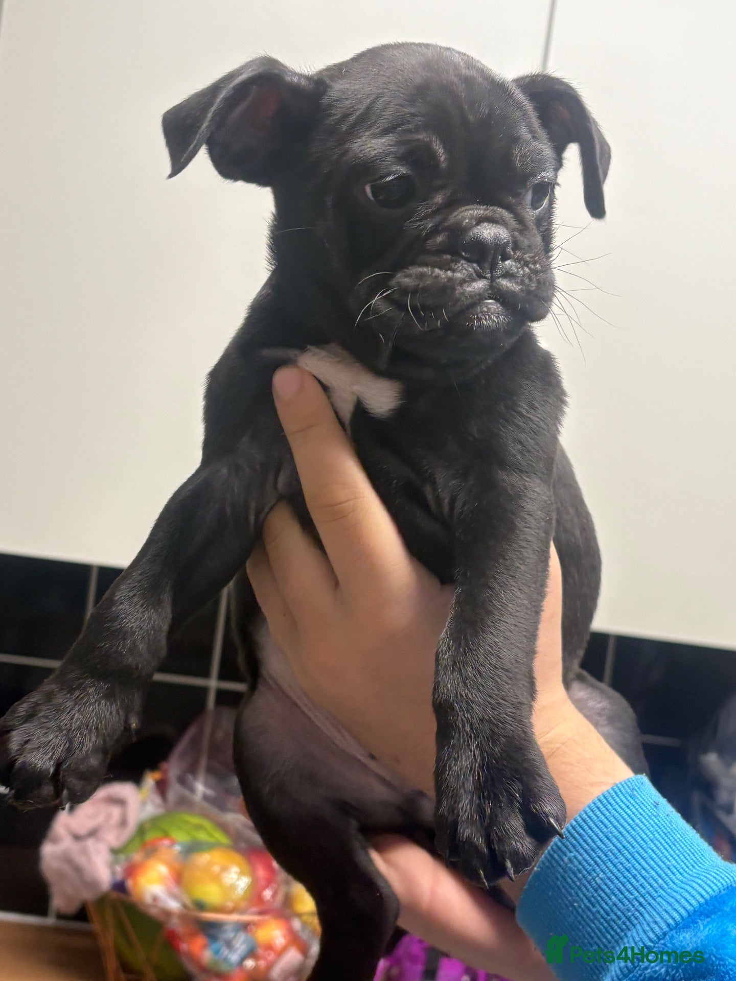 Mixed Breed dogs for sale: 5 pups loving for there forever sofa - Advert 2