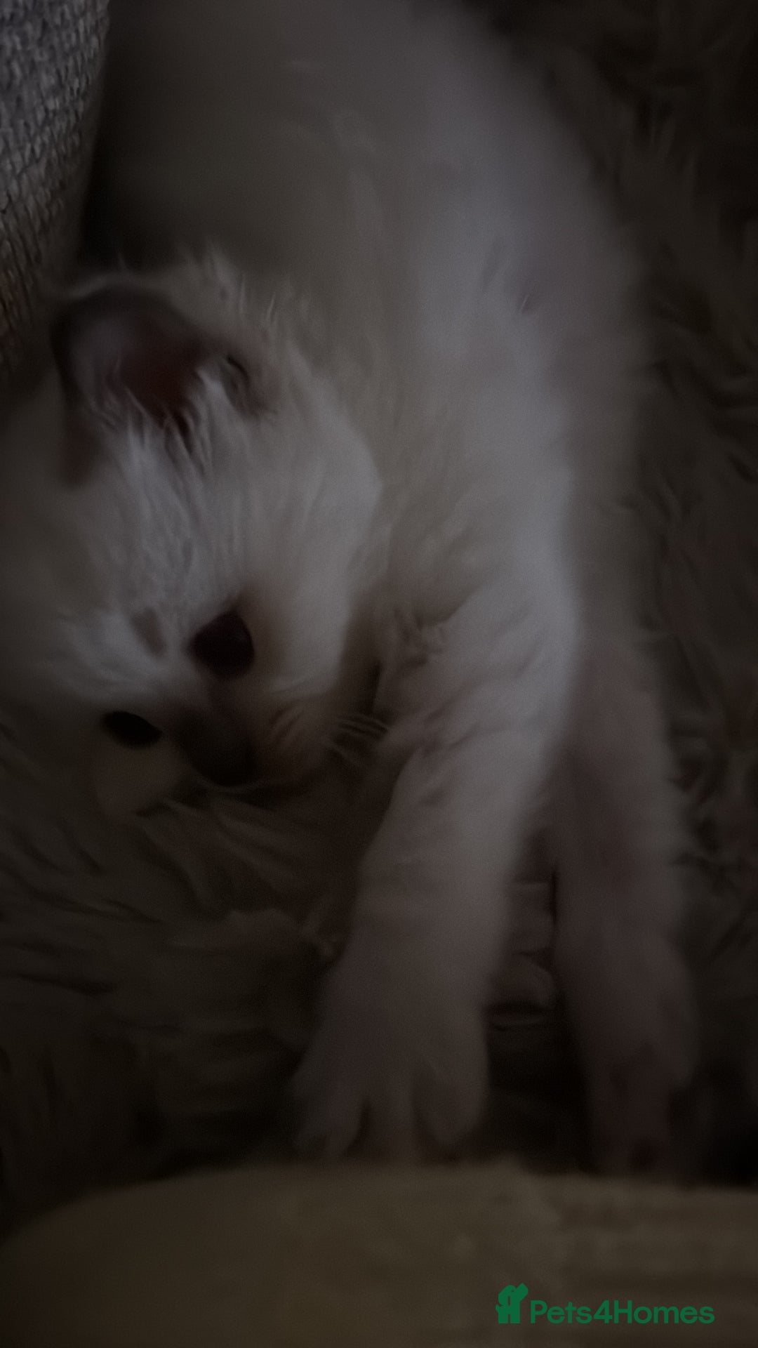 Ragdoll cats for sale: Absolutely Stunning litter of pure Ragdoll kittens - Advert 28