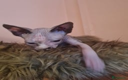 Sphynx cats for sale: Sphynx girl kitten for sale - Image 8