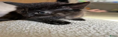 Mixed Breed Kitten 3
