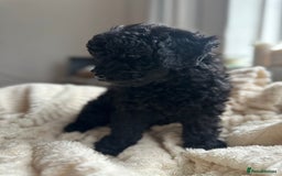 Poochon dogs for sale: Beautiful Poochon pups ❤️ - Image 5