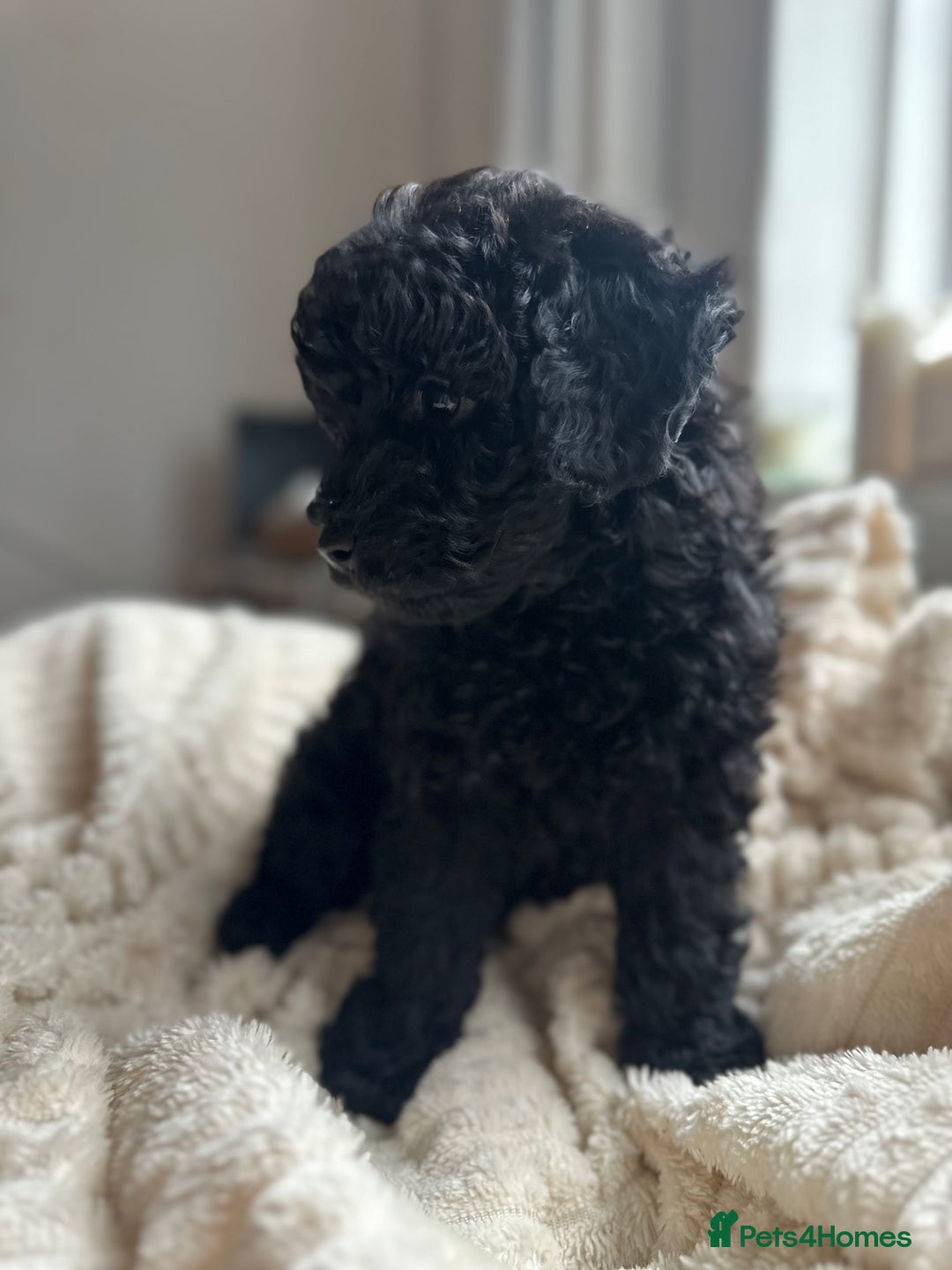 Poochon dogs for sale: Beautiful Poochon pups ❤️ - Image 5