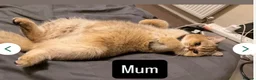 Scottish Fold cats for sale: Teddy Bear Scottish / Persian cross Fold Kittens  in London - Advert 12