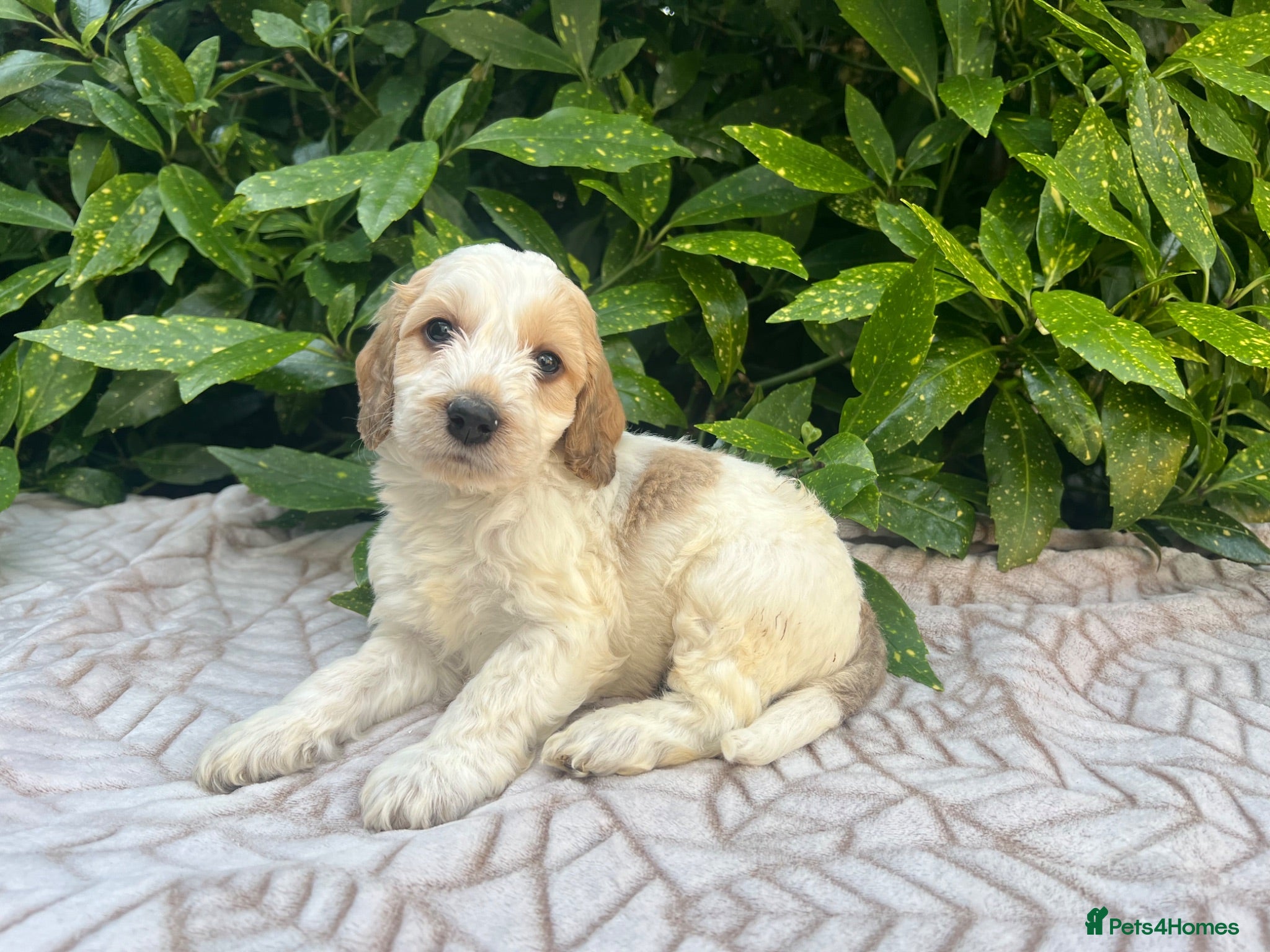 Cockapoo dogs F1 Roan Cockapoo-health tested,full refund guarant - Advert 2