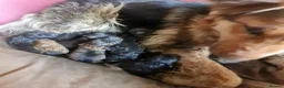 Mixed Breed dogs for sale: Beautiful German shepherd x northern Inuit puppies in Stoke-on-Trent - Advert 2