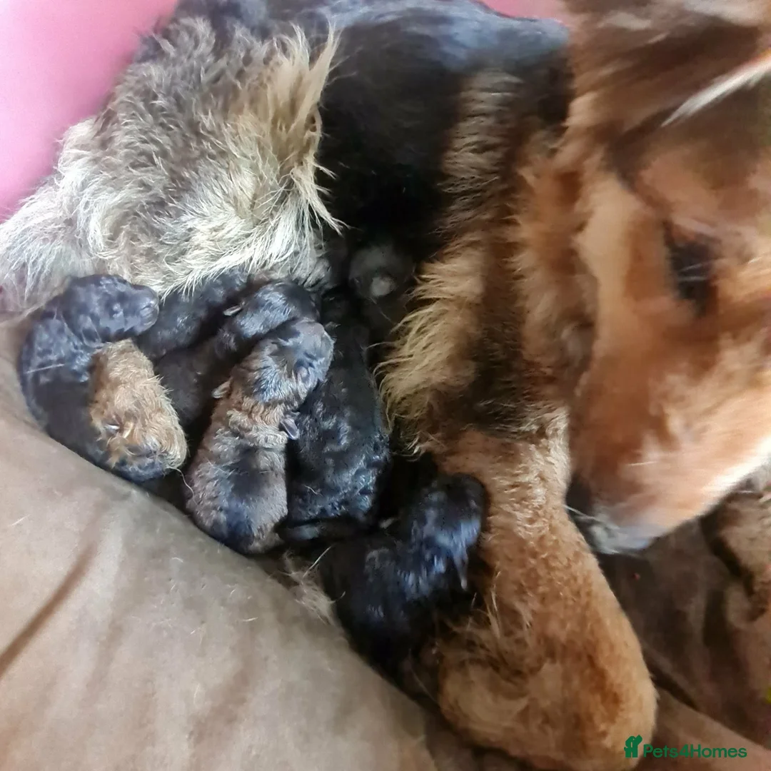 Mixed Breed dogs for sale: Beautiful German shepherd x northern Inuit puppies in Stoke-on-Trent - Advert 2