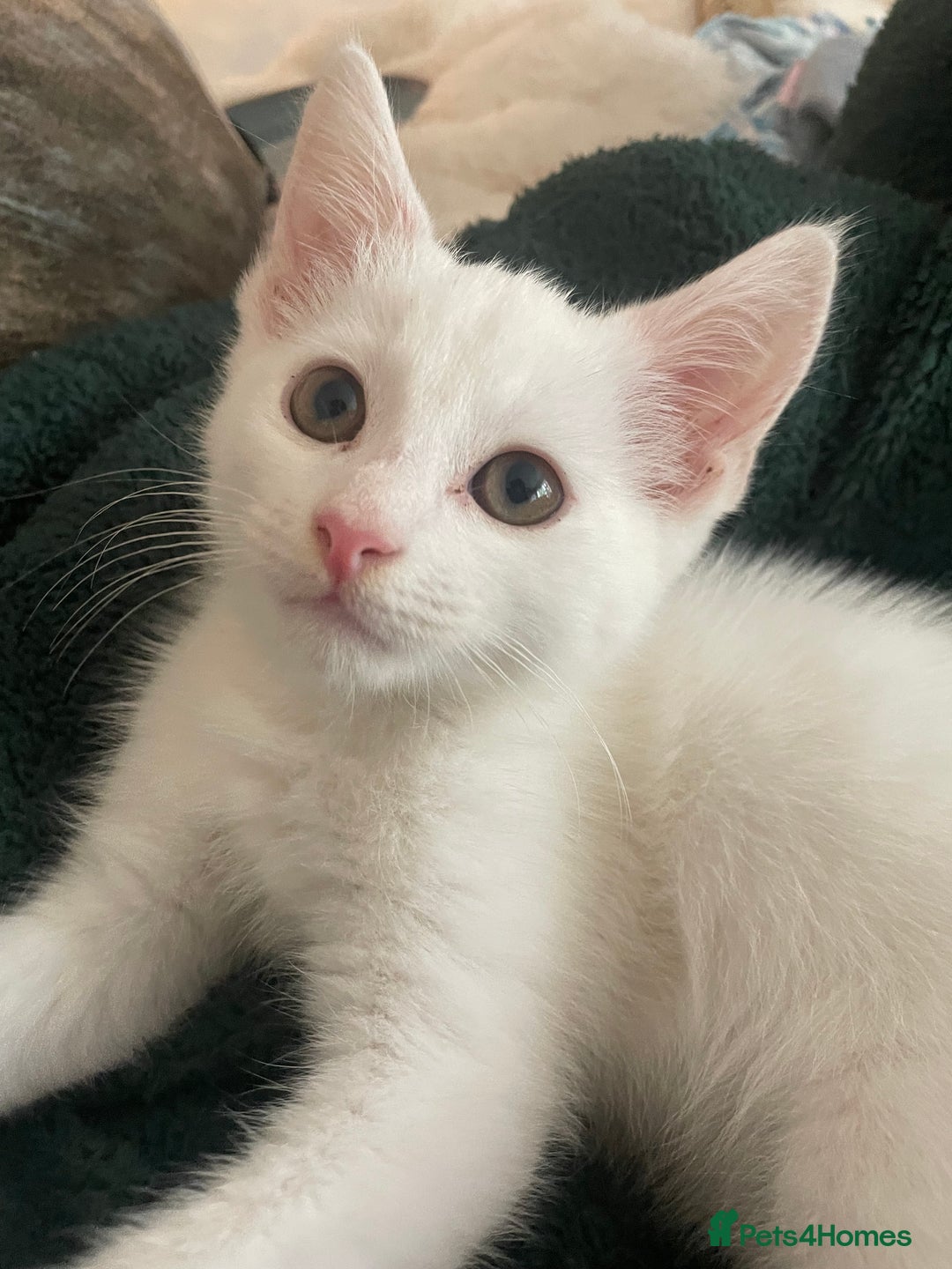 Domestic Shorthair cats for sale: Sweet boy Charlie - Image 3