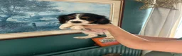 Cavalier King Charles Spaniel dogs for sale: Absolutely adorable puppies ❤️ - Advert 2