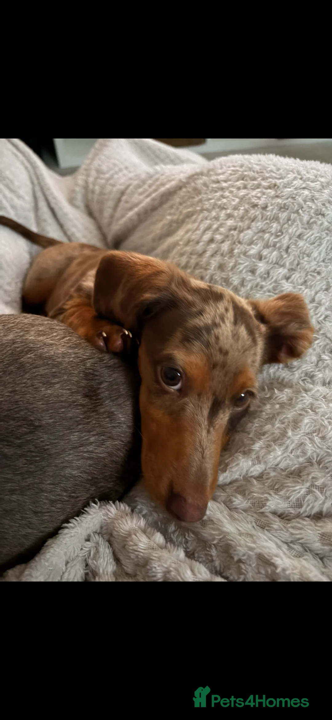 Dachshund dogs for sale: Female dachshund 1 year - Advert 2