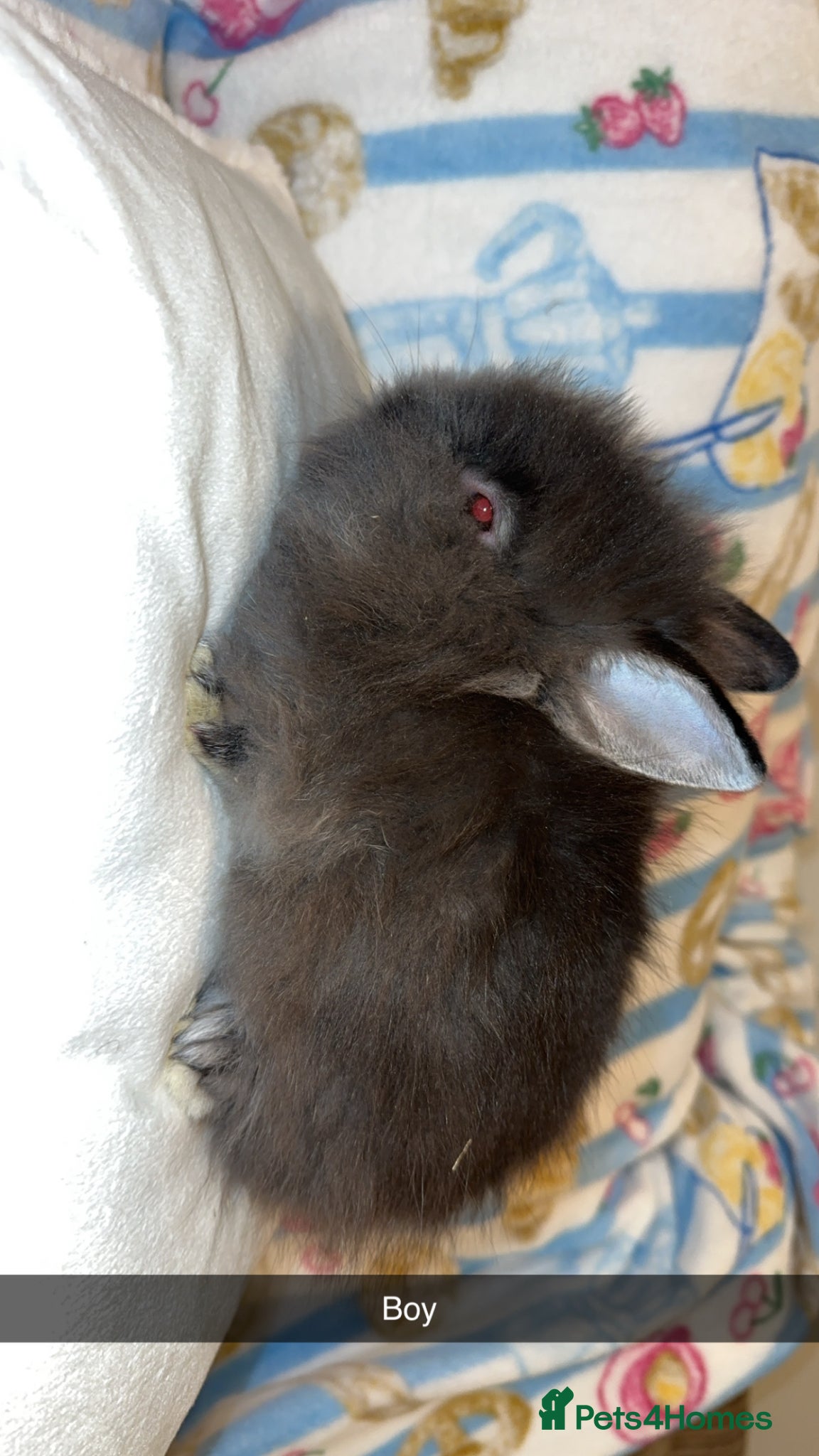 Lionhead rabbits Beautiful double mane Lionhead bunnies 🐰😍 - Advert 2