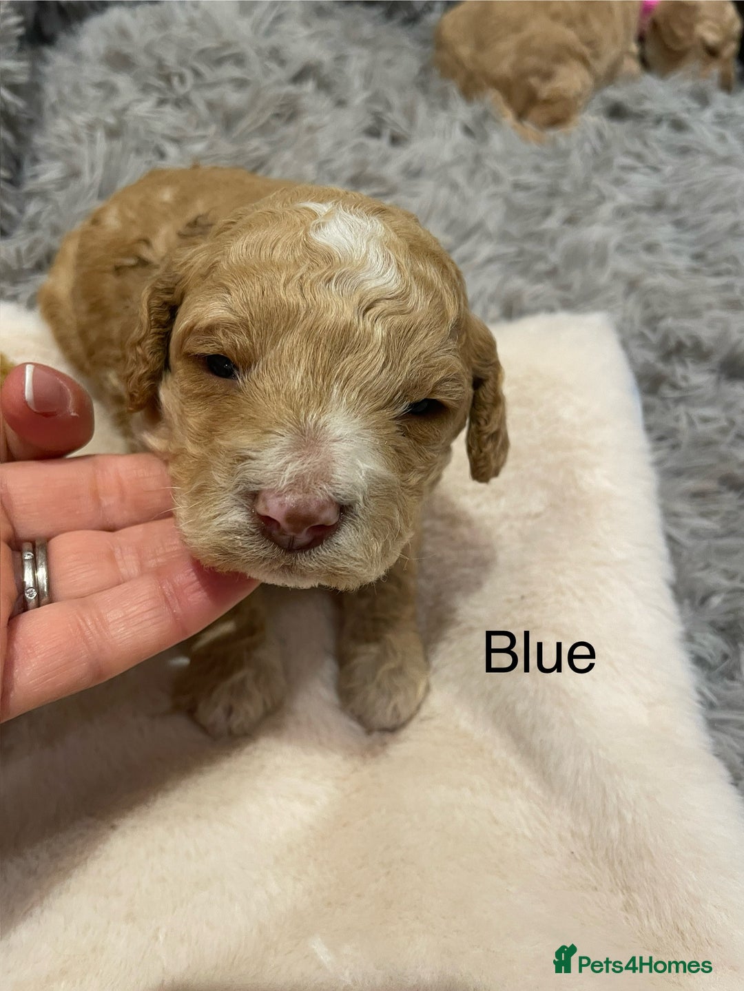 Cockapoo dogs for sale: Cockapoo genetic & health 5⭐️ Chocolate apricot - Image 5