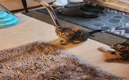 European cats for sale: 7 Lovely tabby kittens for sale - Image 10