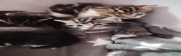 Mixed Breed cats for sale: 4 beautiful kittens ready to leave in a week  in Oldbury - Advert 2