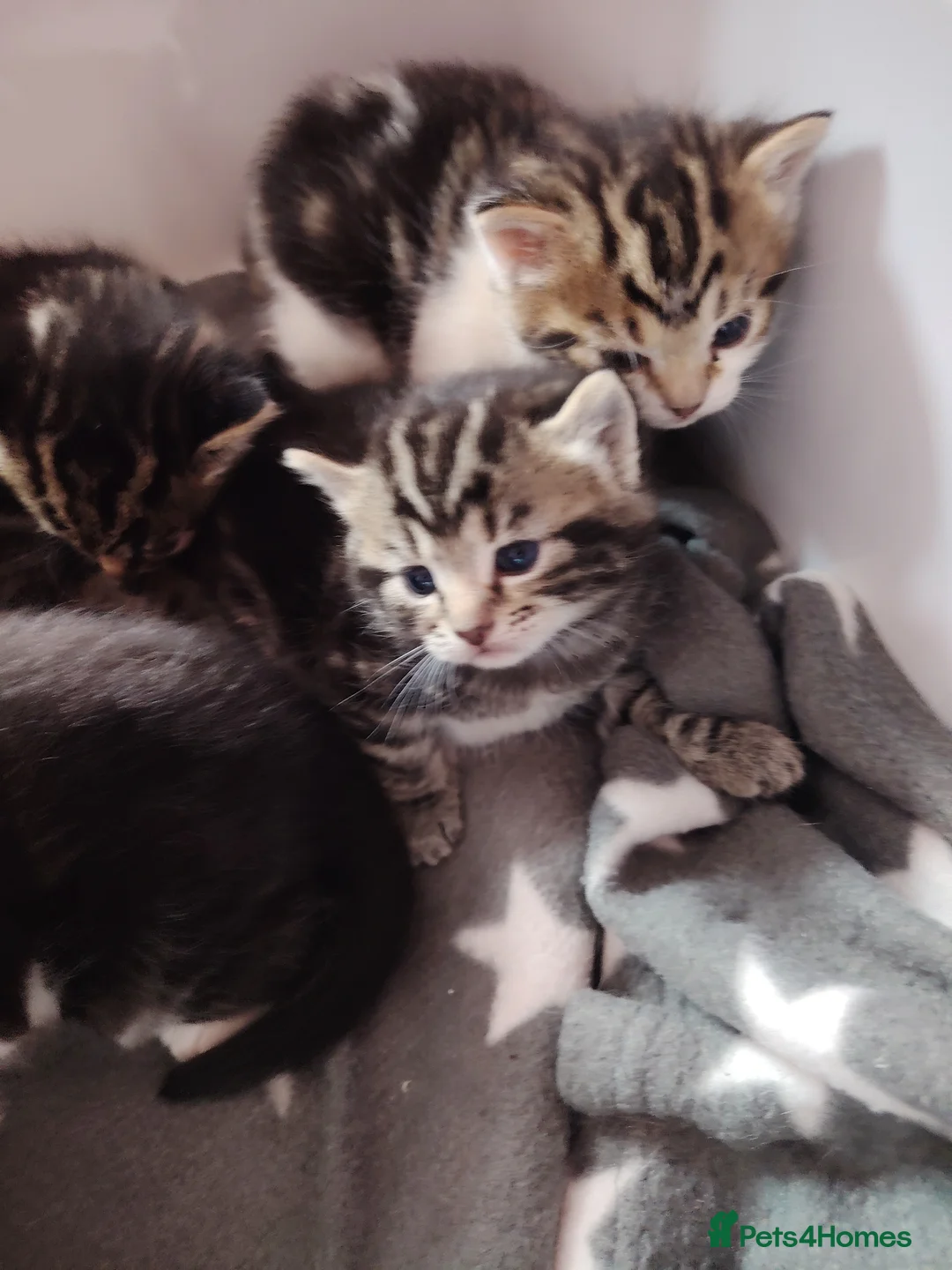 Mixed Breed cats for sale: 4 beautiful kittens ready to leave in a week  in Oldbury - Advert 2