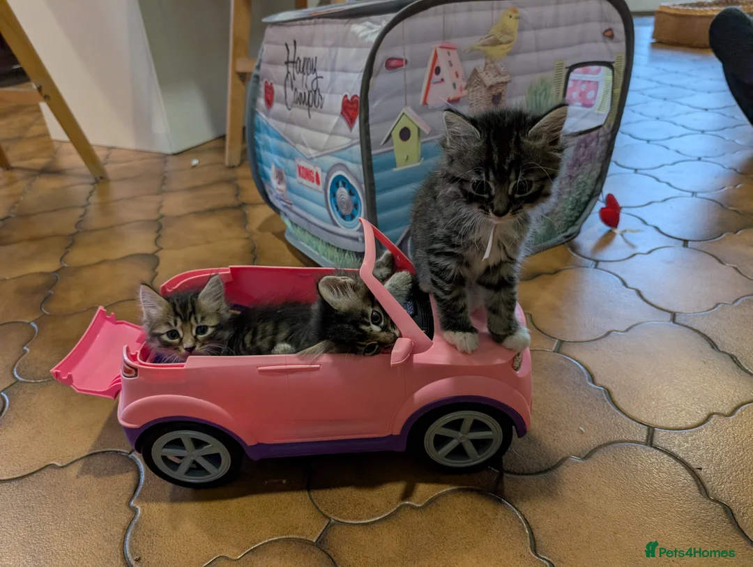 Maine Coon cats for sale: Ragdoll and Mane Clone mix parent  in Perth - Advert 2