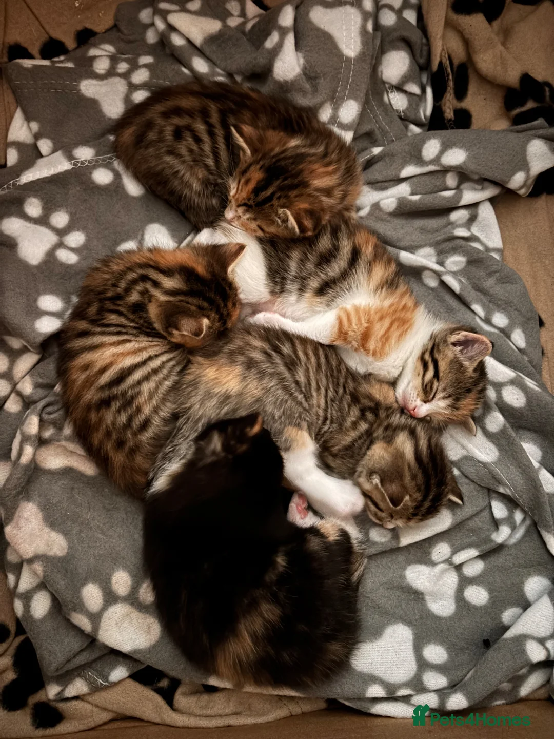 Mixed Breed cats for sale: 5 female kittens  in Glasgow - Advert 2