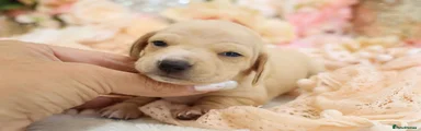 CREAM GIRL