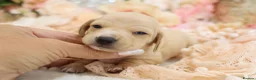 Miniature Dachshund dogs for sale: KC Miniature Dachshund Puppies - Advert 6