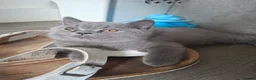 British Shorthair cats for sale: Quality Chunky BSH one boy one girl available  - Advert 17