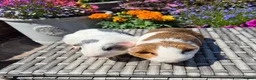 Guinea Pig rodents for sale: Young Adult Sows - Advert 2