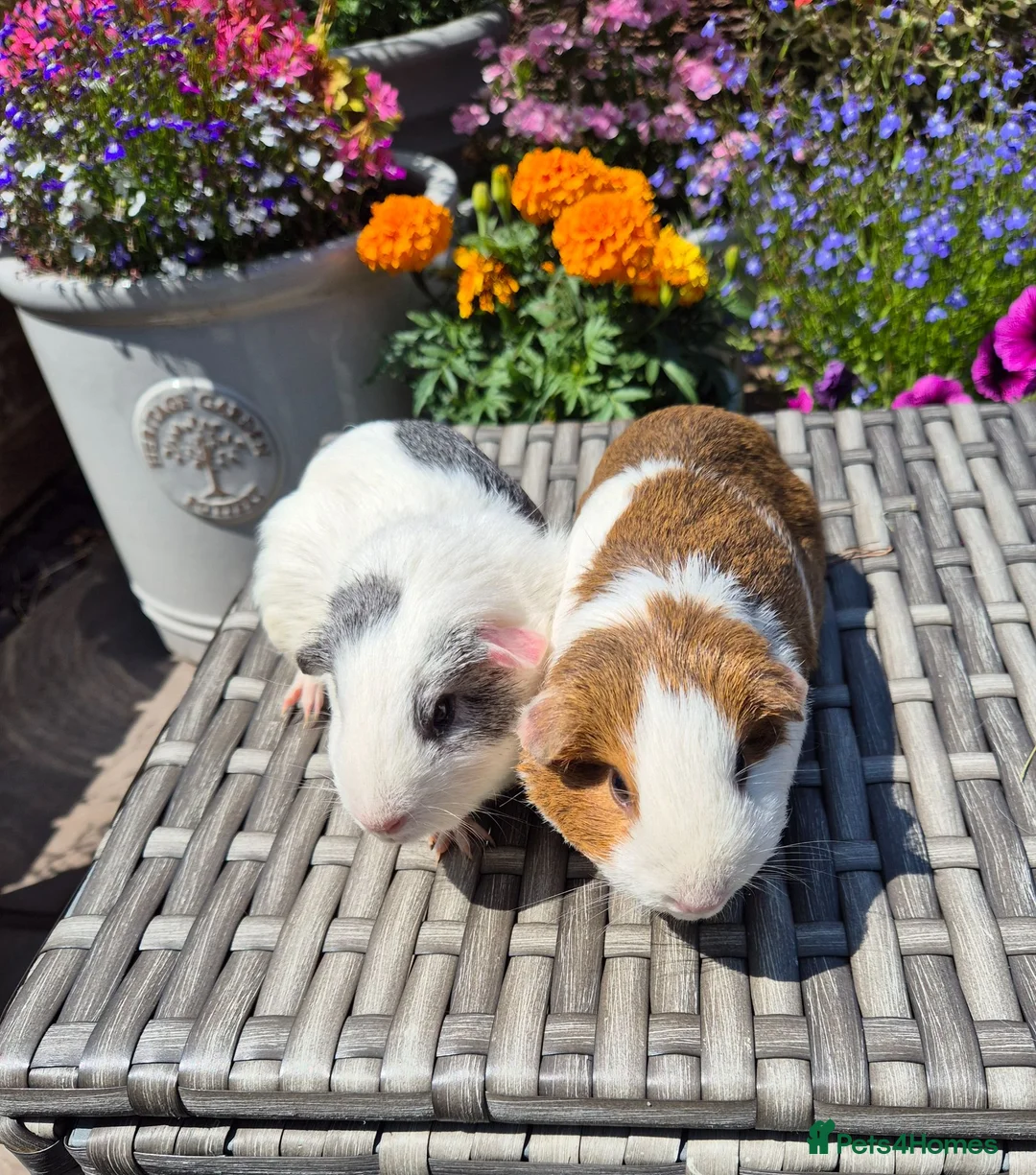 Guinea Pig rodents for sale: Young Adult Sows - Advert 2