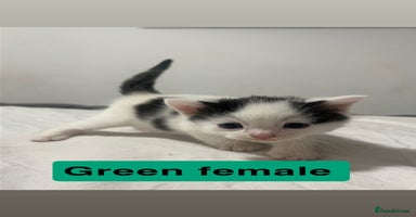 Mixed Breed cats - Advert 1