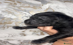 Mixed Breed dogs for sale: Shar-pei puppies  - Image 24