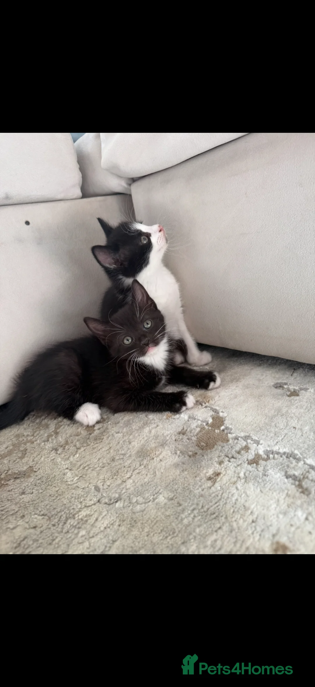 Mixed Breed cats for sale: Kittens for sale in Peterborough - Advert 16