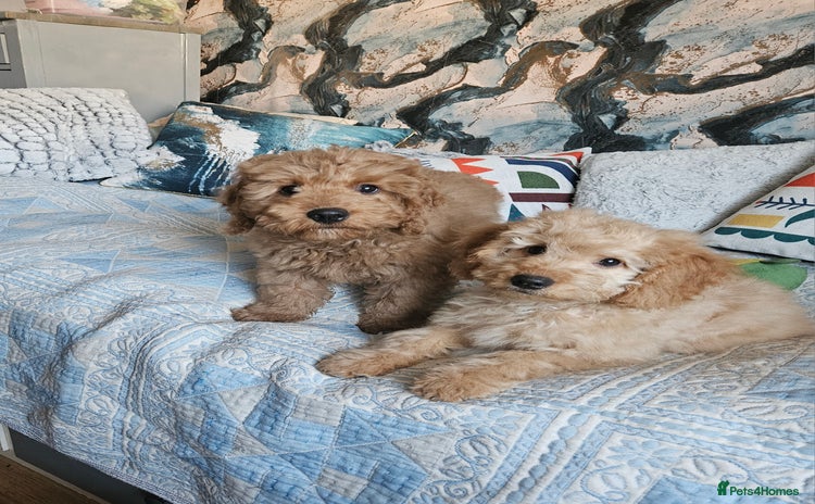 Cockapoo dogs Cockapoo - Advert 13