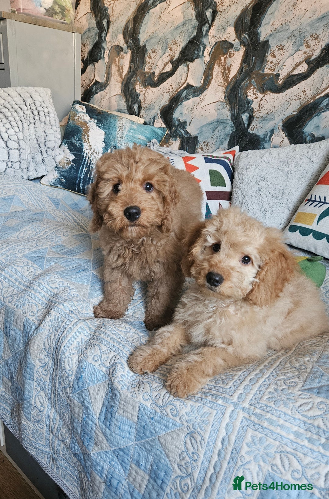 Cockapoo dogs for sale: Cockapoo - Advert 1