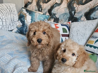 Cockapoo dogs Cockapoo - Advert 4