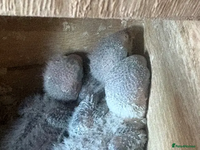 Lovebirds birds for sale: Lovebird babies - Advert 1