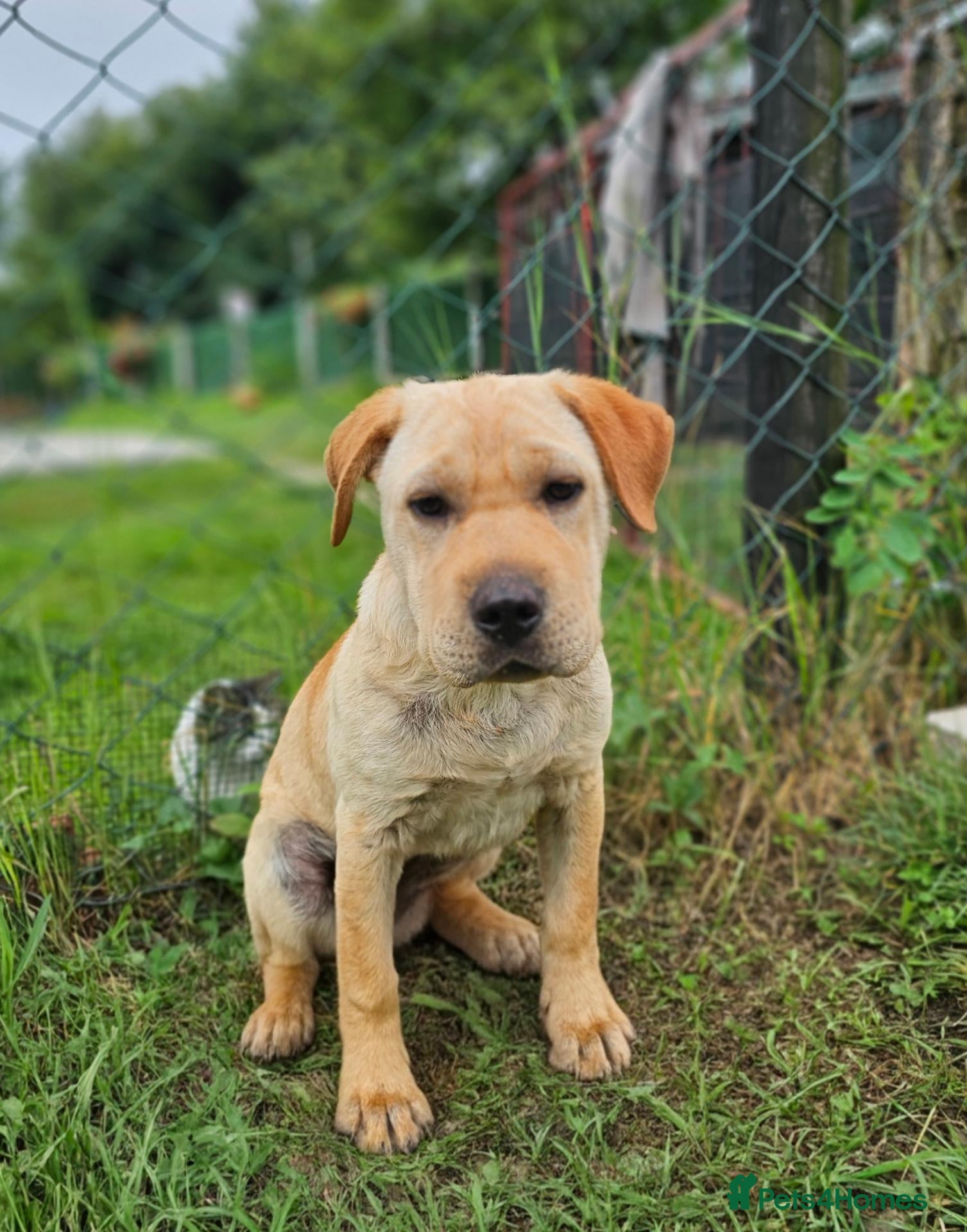 Mixed Breed dogs Indie – Gorgeous Young Shar Pei Cross - Advert 1