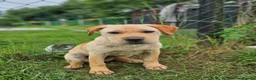 Mixed Breed dogs for adoption: Indie – Gorgeous Young Shar Pei Cross - Advert 1