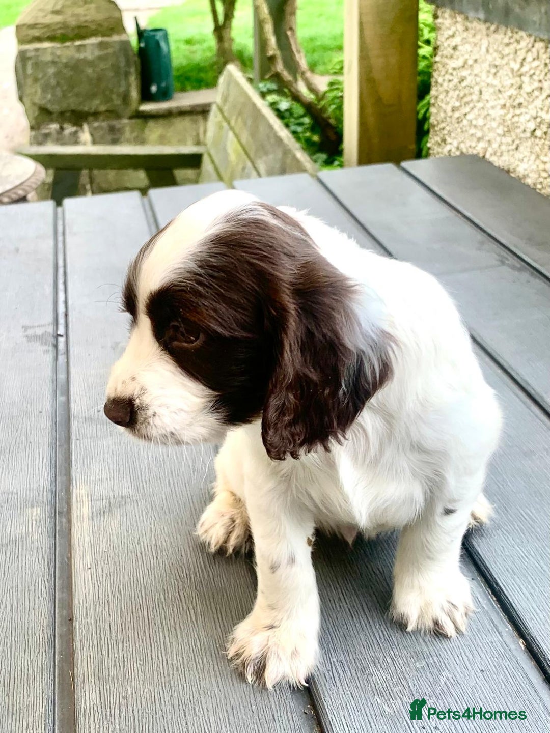 Cocker Spaniel dogs for sale: Working Cocker Spaniels. - Image 10
