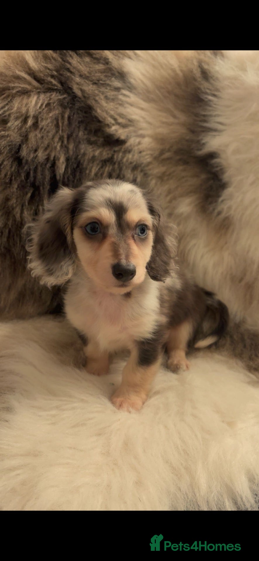 Miniature Dachshund dogs Mini long haired dachshund  - Advert 15