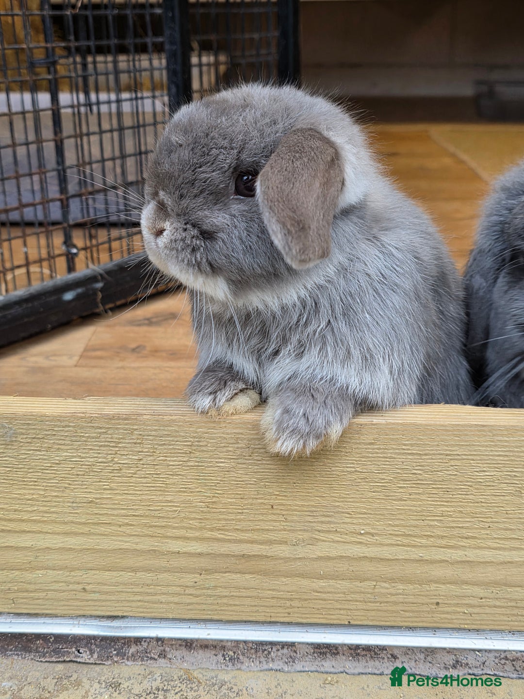 Mini Lop rabbits for sale: Two mini lops looking fir loving homes  - Advert 6
