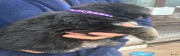 German Shepherd dogs for sale: German shepherd puppies  - Advert 11