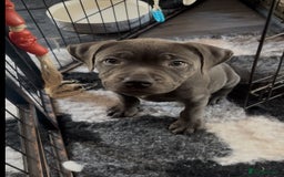 Staffordshire Bull Terrier dogs for sale: KC Staffordshire bull terrier LAST BOY REDUCED  - Image 21