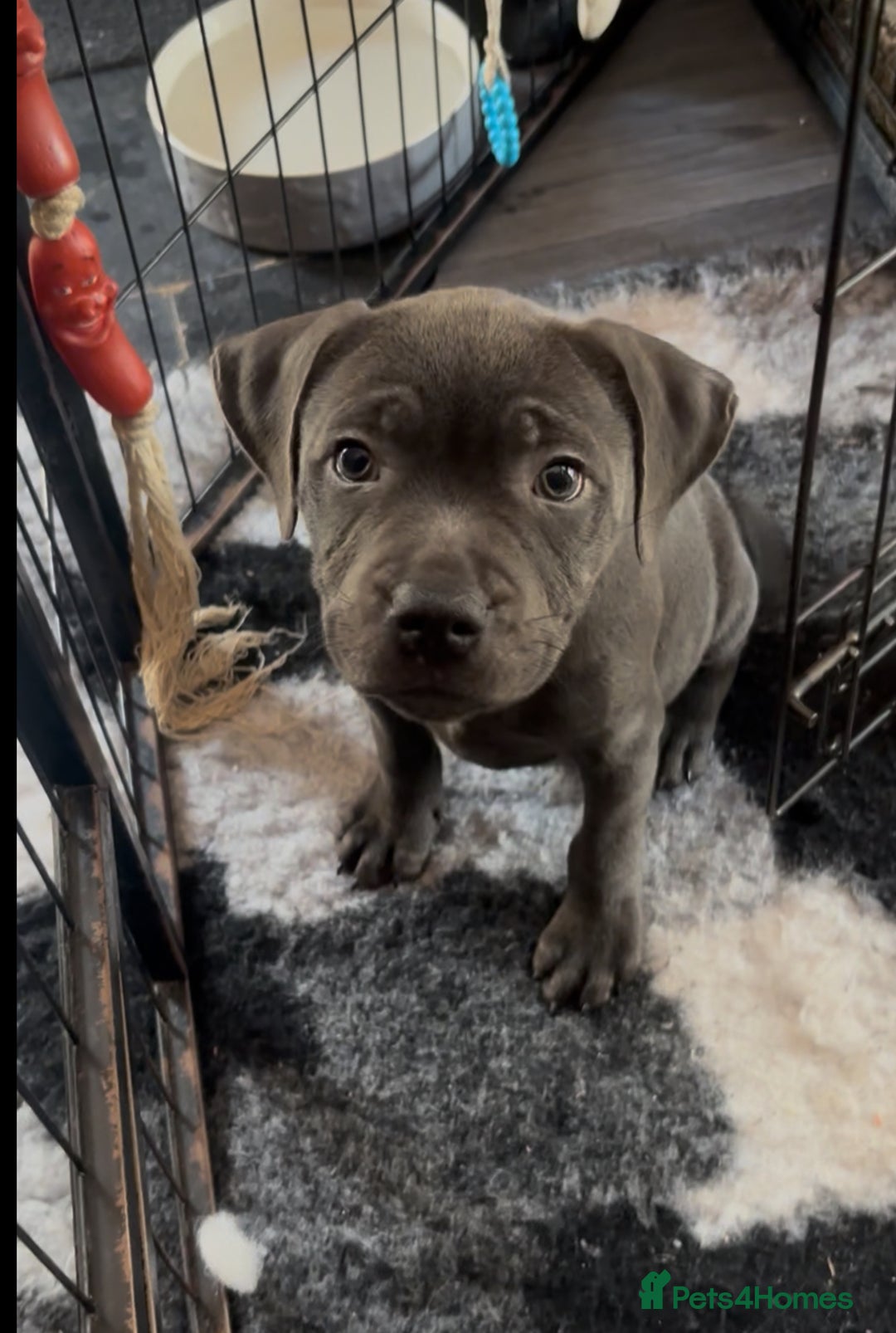 Staffordshire Bull Terrier dogs for sale: KC Staffordshire bull terrier LAST BOY REDUCED  - Image 21