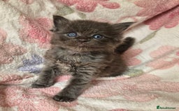 Maine Coon cats for sale: Beautiful playful Maine Coon kittens  - Image 34