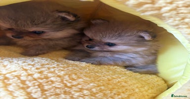 Pomeranian dogs - Advert 10