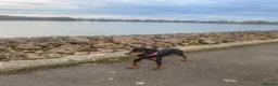 Dobermann dogs for sale: Doberman to loving home. - Advert 4