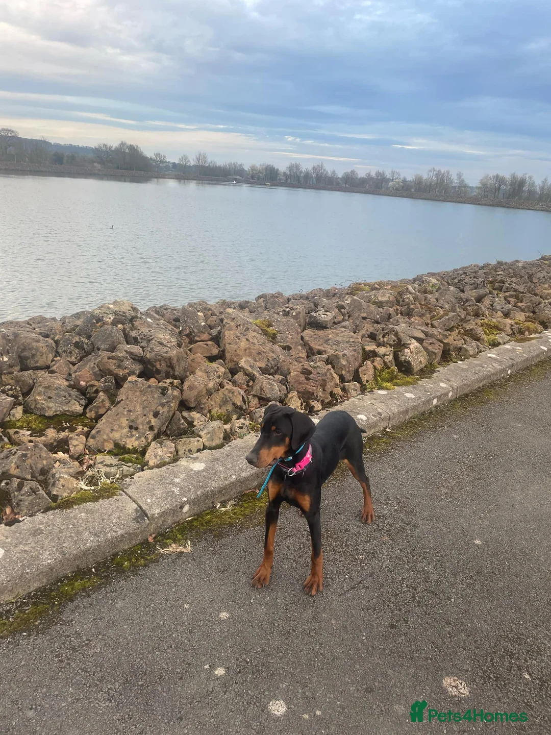 Dobermann dogs for sale: Doberman to loving home. - Advert 4