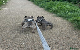 French Bulldog dogs for sale: French bulldog pups  - Image 17