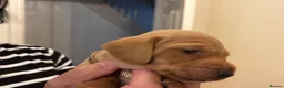 Miniature Dachshund dogs for sale: KC reg smooth hair miniature dachshund  - Advert 12