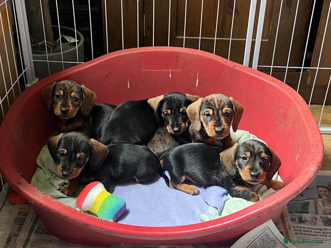 Dachshund dogs for sale: Wife haired x smooth dachshund puppy’s  - Image 3