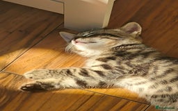 Mixed Breed cats for sale: Female kittens - Image 5