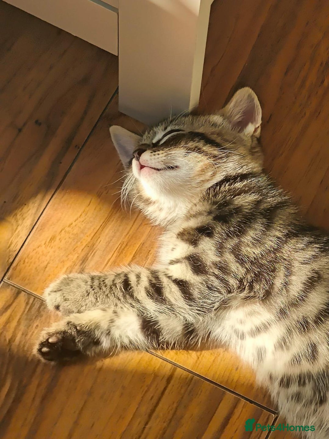 Mixed Breed cats for sale: Female kittens - Image 5