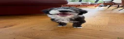Bearded Collie dogs for sale: Beautiful Bearded Collie Puppies  - Advert 5